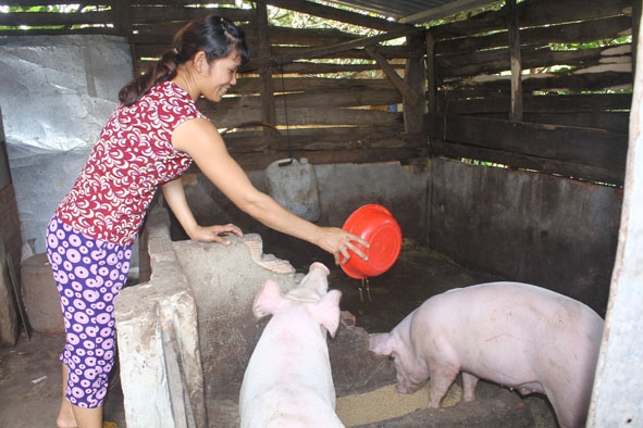 Chị Lương Thị Hồng ở thôn 10 (xã Tân Hòa, huyện Buôn Đôn) đang chăm sóc đàn heo được Dự án Giảm nghèo khu vực Tây Nguyên hỗ trợ.   