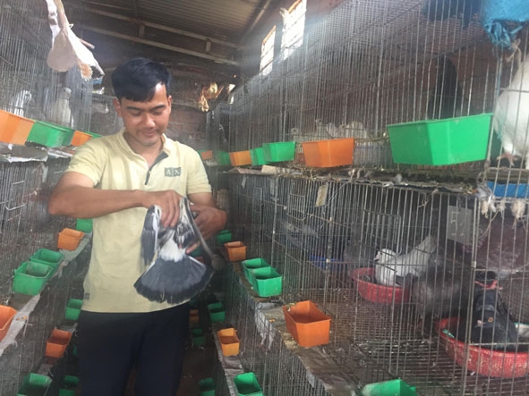 Anh Đỗ Văn Thủy chăm sóc đàn chim bồ câu.   