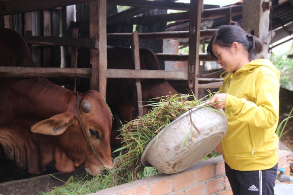 Chị Bùi Thị Lý ở thôn 8 (xã Hòa Sơn, huyện Krông Bông) chăm sóc bò thâm canh nhốt chuồng. 