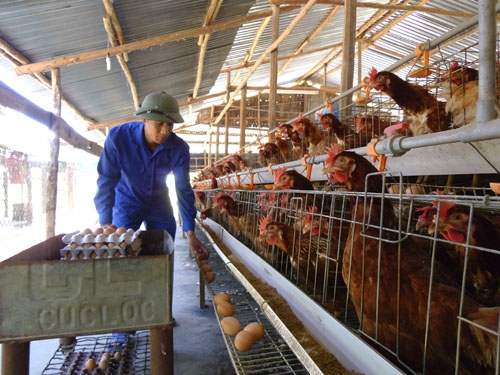 Một trang trại chăn nuôi gà tại xã Ea Tyh, huyện Ea Kar
