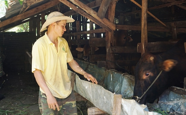 Mô hình nuôi bò nhốt đã giúp nhiều hộ dân trên địa bàn huyện Krông Bông thoát nghèo.