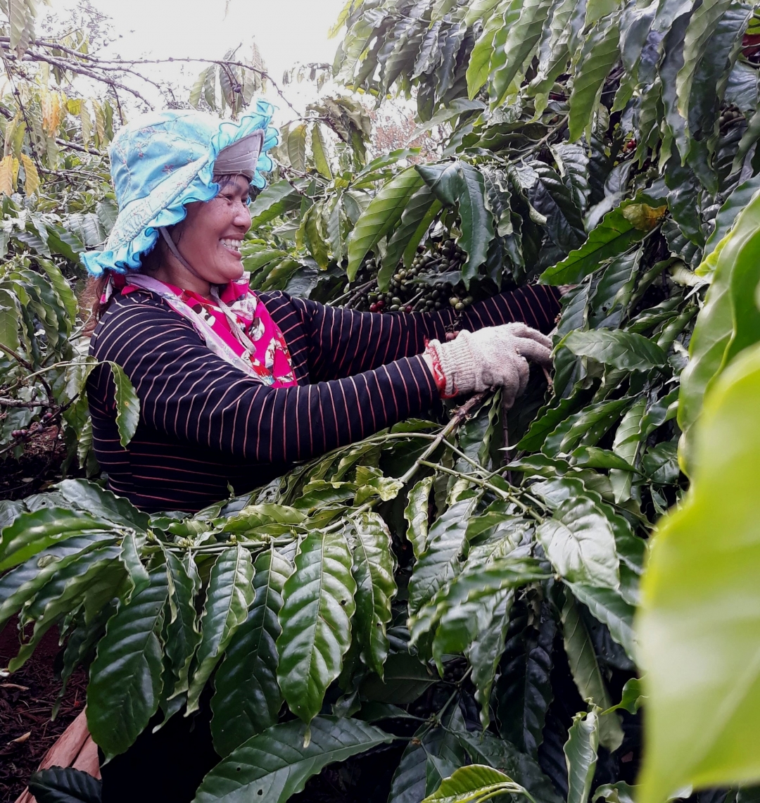 Sản xuất cà phê đạt chứng nhận 4C đem lại nhiều lợi ích cho nông dân xã Ea Kao, TP. Buôn Ma Thuột