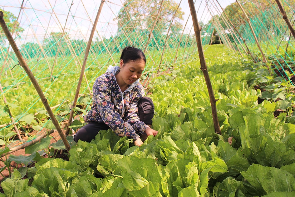 Chị Nguyễn Thị Tươi (thôn Thác Đá, xã Ea Kuếh) đang chăm sóc vườn rau của gia đình.   