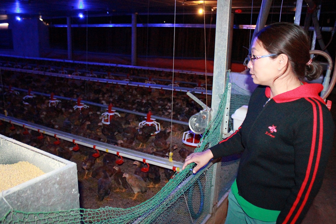Trang trại chăn nuôi gà liên kết của gia đình chị Dương Thị Mỹ Trà (xã Hòa Thuận).