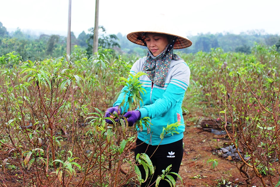 Chị Hoàng Thị Duyên đang chăm sóc vườn đào.  
