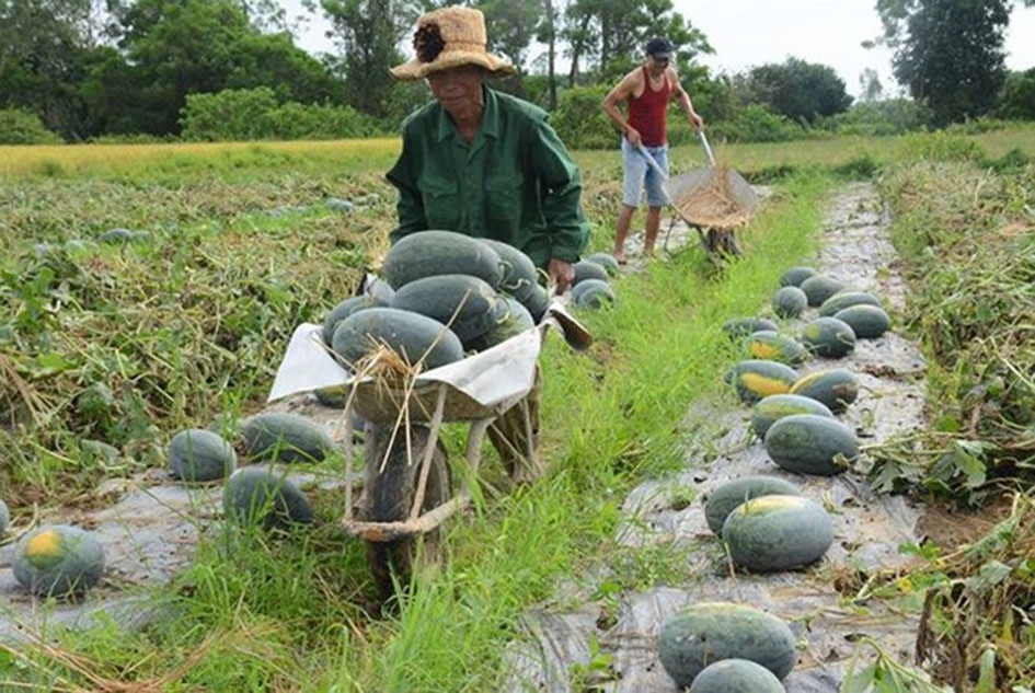 Gia đình ông Nguyễn Văn Tài (thôn 6, xã Cư Mlan) thu hoạch dưa.  