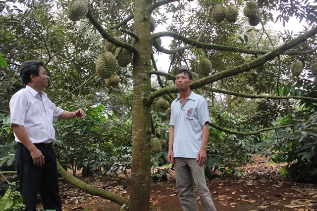 cà phê, sầu riêng là những nông sản chủ lực được người dân xã Ea Yông tập trung phát triển, nâng cao thu nhập phục vụ Chương trình xây dựng nông thôn mới