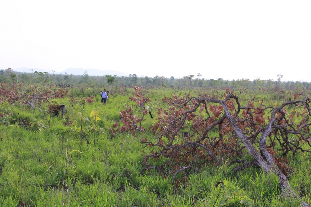 Một khoảnh rừng tự nhiên bị phá tại xã Ea Bung, huyện Ea Súp