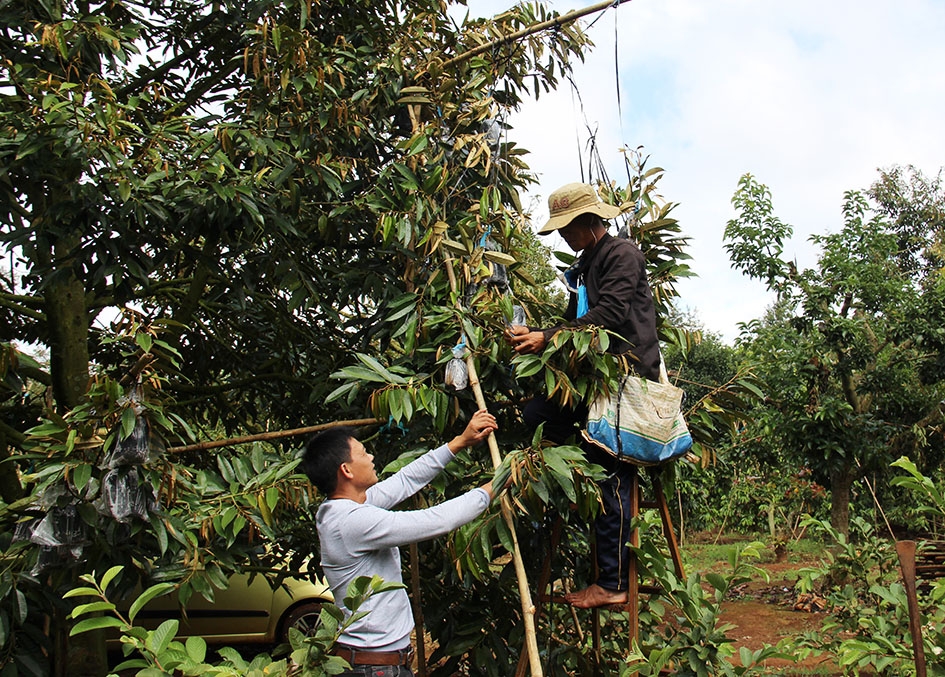 Anh Phong (trái) kiểm tra việc ghép chui cành sầu riêng tại vườn.  