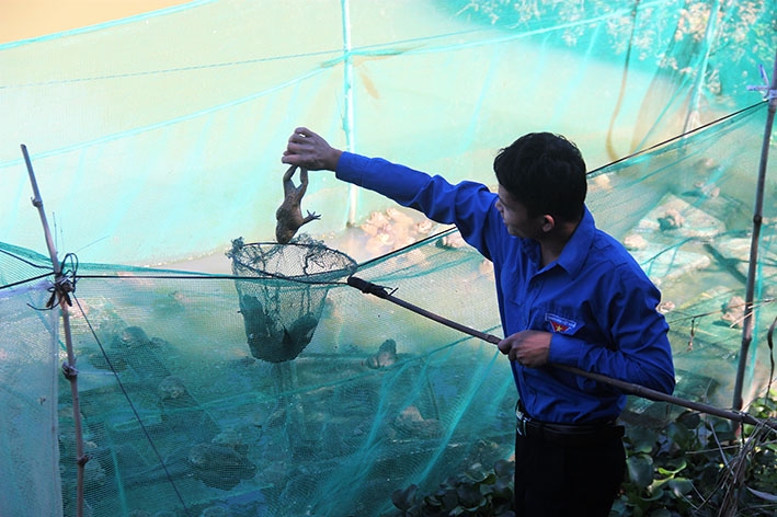 Mô hình nuôi ếch thương phẩm của anh Nguyễn Hoàng Vũ.