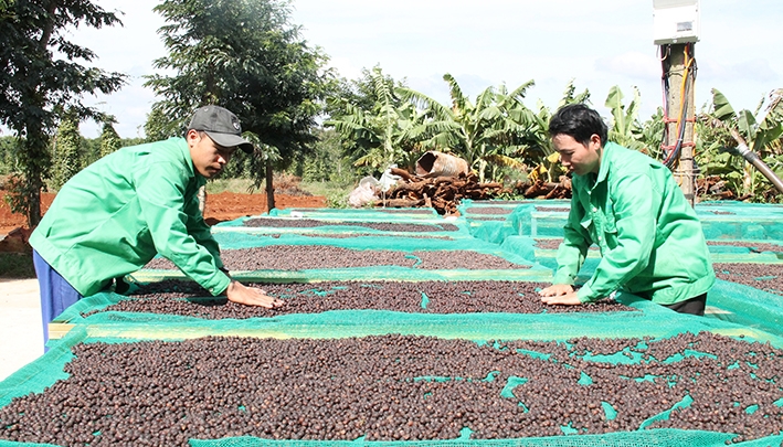 Phơi khô cà phê chế biến theo cách lên men quả tự nhiên ở Công ty TNHH MTV MINUDO  Farm-Care.  