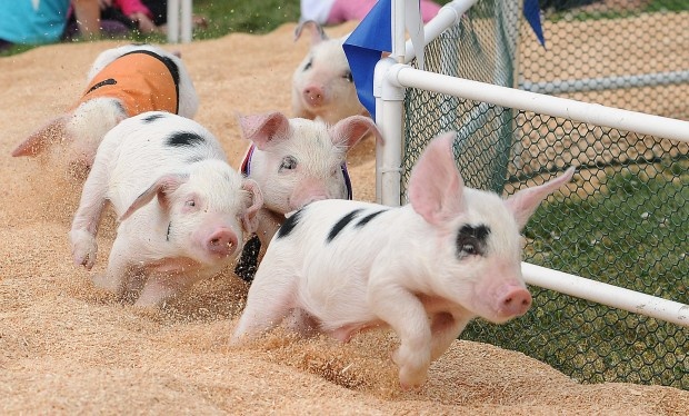 Đua lợn là một hoạt động vui nhộn tại thị trấn Trie Sur Baise (Pháp). Ảnh: Internet