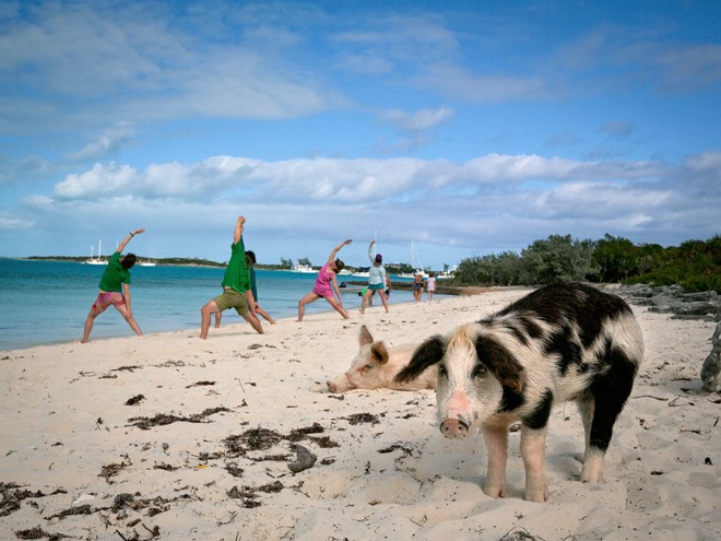 Những chú lợn ở Quần đảo Bahamas không chỉ bơi giỏi, thân thiện lại còn biết xin ăn.