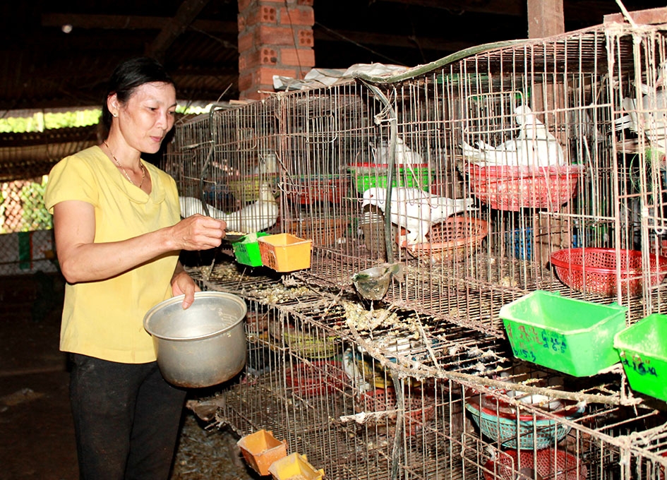 Mô hình nuôi bồ câu sinh sản của gia đình chị Nguyễn Thị Liên ở tổ dân phố 8, thị trấn Phước An.