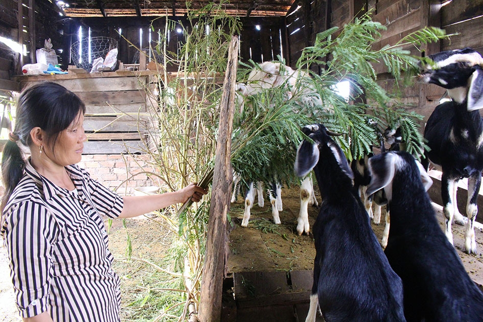Chị Phạm Thị Cần (xã Ea H’leo) đang chăm sóc đàn dê được Hội LHPN huyện Ea H'leo hỗ trợ. 
