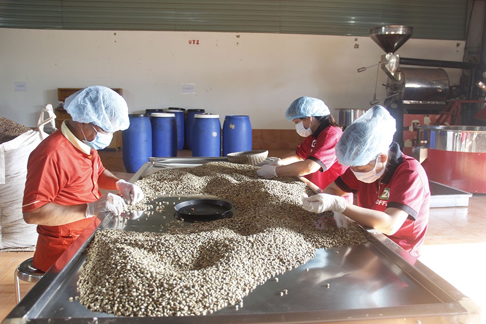 Nhặt hạt nguyên liệu trước khi rang tại Công ty TNHH G20 Coffee G20 Việt Nam (TP. Buôn Ma Thuột).