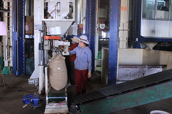 Trong xưởng sản xuất cà phê xuất khẩu của Công ty TNHH MTV xuất nhập khẩu 2-9 Đắk Lắk