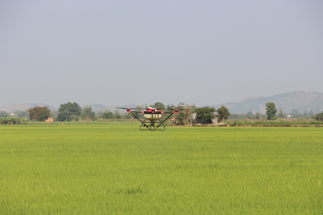 Máy bay không người lái trình diễn phun thuốc bảo vệ thực vật tại cánh đồng Buôn Trấp (Thị trấn Buôn Trấp). 