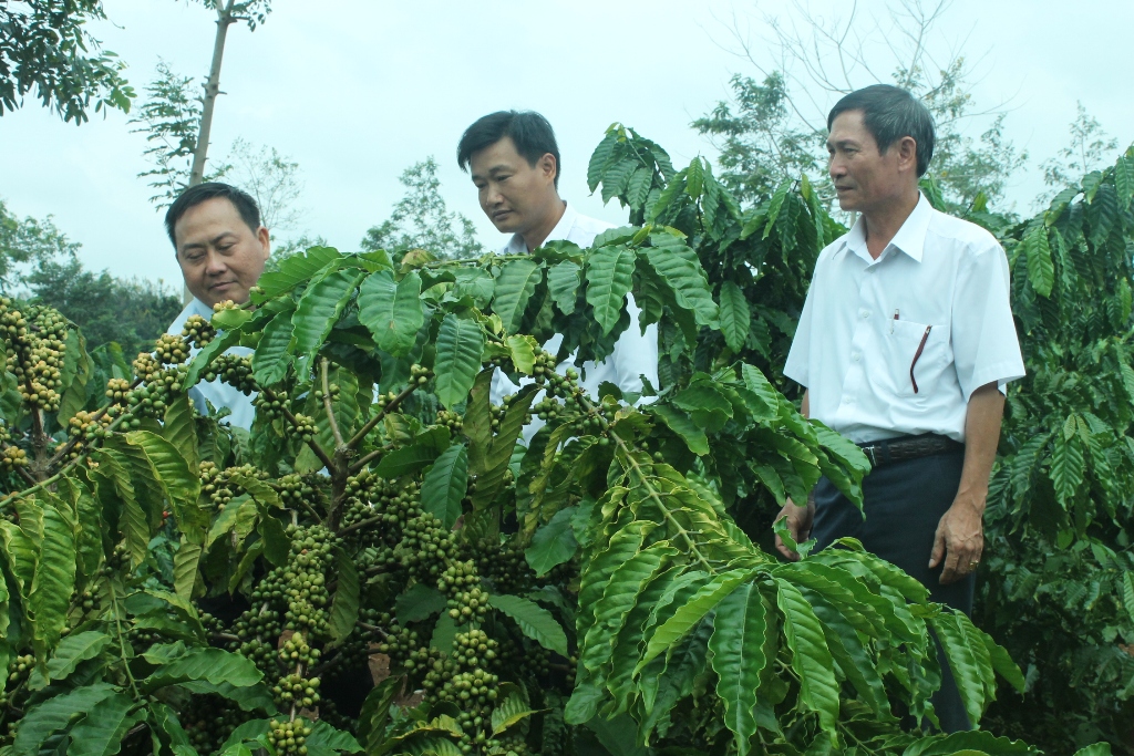 Cán bộ Agribank trực tiếp kiểm tra vườn cây tái canh sắp cho thu hoạch vụ đầu tiên tại Công ty Cà phê 719