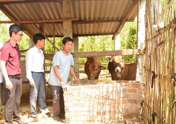 Ông Trần Văn Bổn (thứ ba từ trái sang) chăm sóc bò được tặng. 