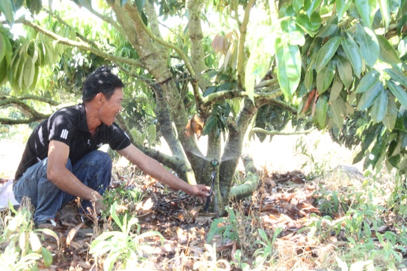 Ứng dụng công nghệ tưới tiết kiệm cho vườn cây ăn trái của hộ nông dân xã Ea Sar (huyện Ea Kar).
