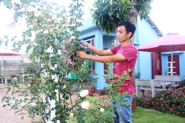 Anh Trương Đình Hưng, chủ quán cà phê Hảo Vọng (phường Ea Tam, Tp. Buôn Ma Thuột) chăm sóc vườn hồng.