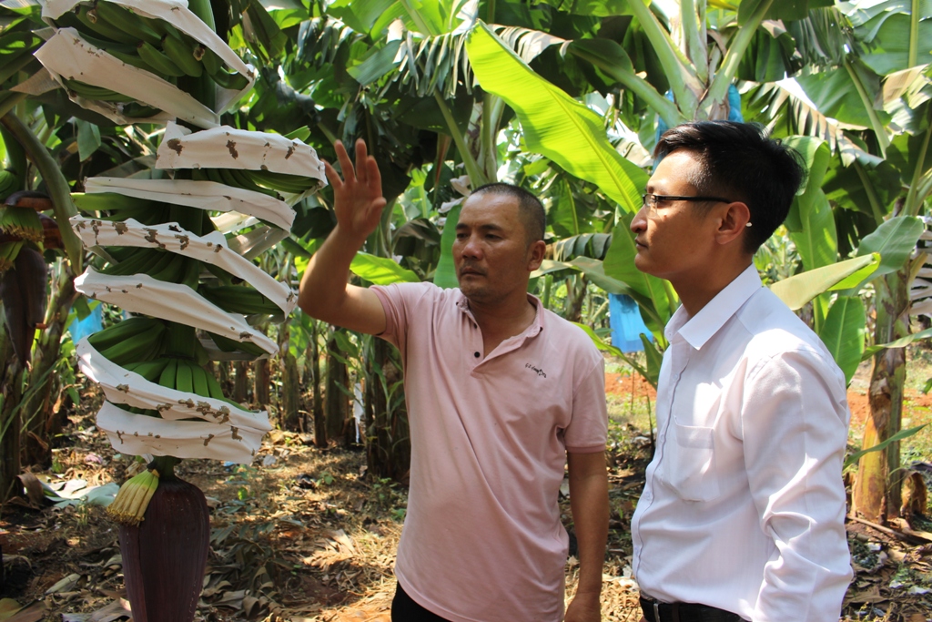 Ông Nguyễn Lương Tri (trái), Giám đốc Công ty TNHH Nông nghiệp công nghệ cao DRI giới thiệu quy trình chăm sóc chuối già lùn Nam Mỹ giai đoạn trổ buồng.