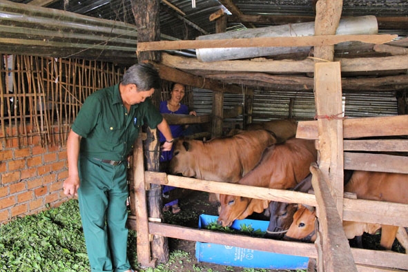 Phó Chủ tịch Hội CCB xã Ea Sin Ma Khắc Báo thăm mô hình nuôi bò của gia đình đoàn viên thanh niên do ông hỗ trợ giống. 