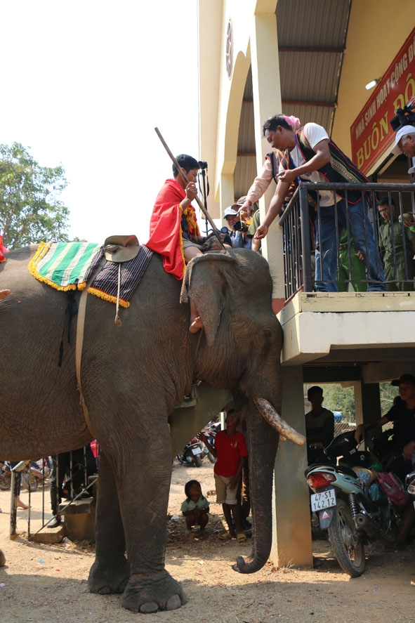 Thực hiện nghi lễ cúng sức khỏe cho voi.