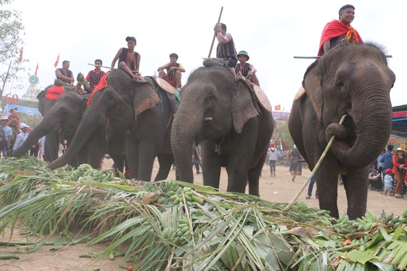 Tiệc buffet dành cho voi tham gia Hội voi năm 2019.