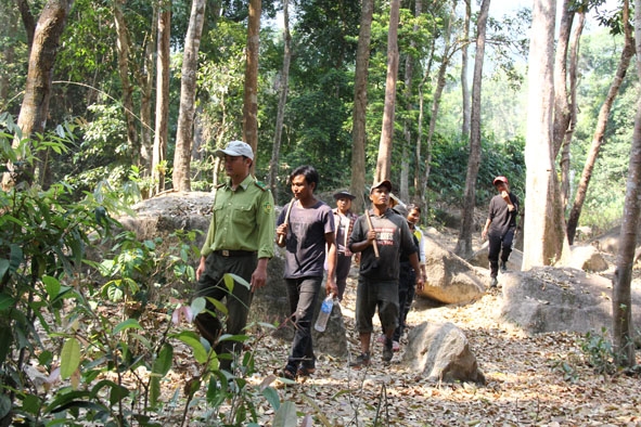 Kiểm lâm Vườn Quốc gia Chư Yang Sin cùng người dân nhận khoán tuần tra bảo vệ rừng.