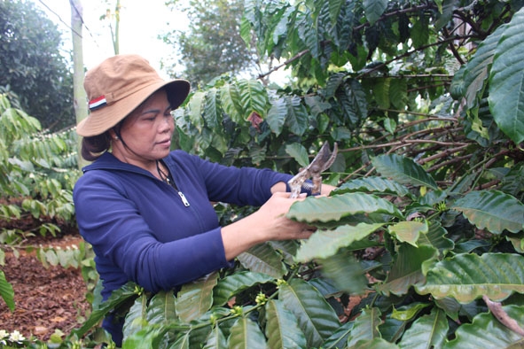 Bà Nguyễn Thị Hương ở thôn 9 (xã Ea Ngai, huyện Krông Búk) chăm sóc cà phê tái canh. 