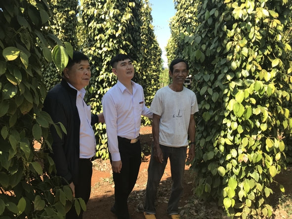 Cán bộ Agribank Đắk Lắk tìm hiểu khó khăn của nông dân trồng tiêu tại huyện Cư Kuin.   