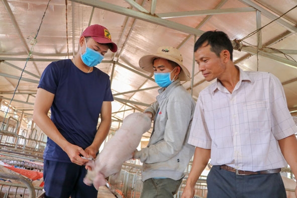Một hộ chăn nuôi ở huyện Ea H'leo tiêm vắc xin phòng bệnh cho heo.  