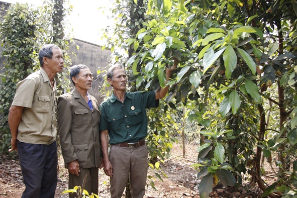 Ông Nguyễn Văn Thiện (giữa), Tổ trưởng Tổ tiết kiệm - vay vốn thôn 7, xã Ea Ngai, huyện Krông Búk thăm mô hình trồng tiêu phát triển kinh tế của hộ thành viên trong tổ.  
