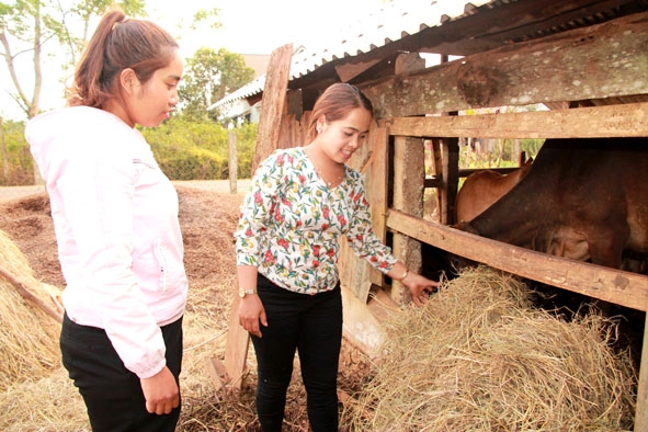 Cán bộ Hội LHPN xã Cư Bao (bìa trái) kiểm tra việc sử dụng vốn vay ưu đãi phát triển chăn nuôi bò của hội viên buôn Gram A2.   