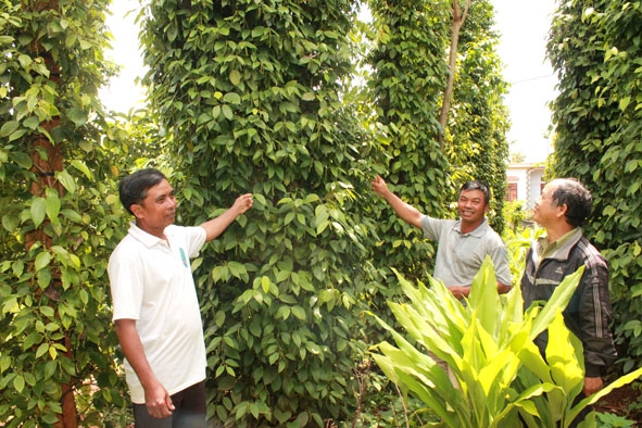 Người dân xã Ea Đrông đã chuyển từ độc canh cây cà phê sang trồng tiêu và cây ăn quả.