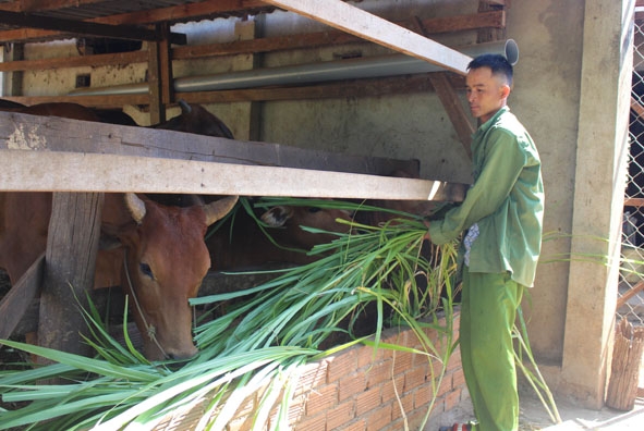 Anh Nguyễn Đình Hùng (xã Hòa Khánh, TP. Buôn Ma Thuột) cho bò ăn bằng cỏ trồng trong vườn nhà. 