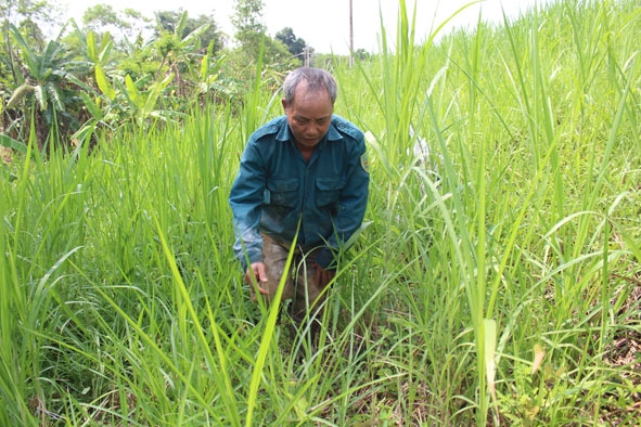 Mô hình trồng cỏ VA06 của ông Nguyễn Văn Năm (xã Phú Xuân, huyện Krông Năng).
