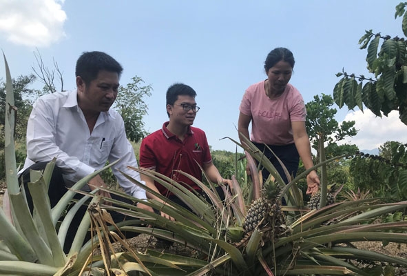 Cán bộ Agribank Chi nhánh Krông Bông tham quan vườn dứa của gia đình chị H’ Lai Êban  (buôn Chàm B, xã Cư Đrăm).  