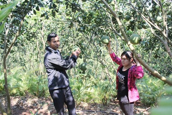 Cán bộ Hội Nông dân huyện Cư M'gar tham quan mô hình trồng bưởi da xanh của gia đình chị Nguyễn Thị Thái Hà ở thị trấn Quảng Phú.