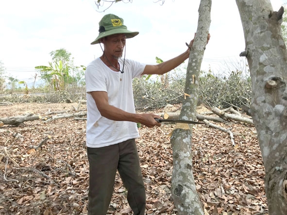 Ông Nguyễn Xuân Lập (xã Ea Huar, huyện Buôn Đôn) chặt bỏ cây mít bị chết khô vì thiếu nước.