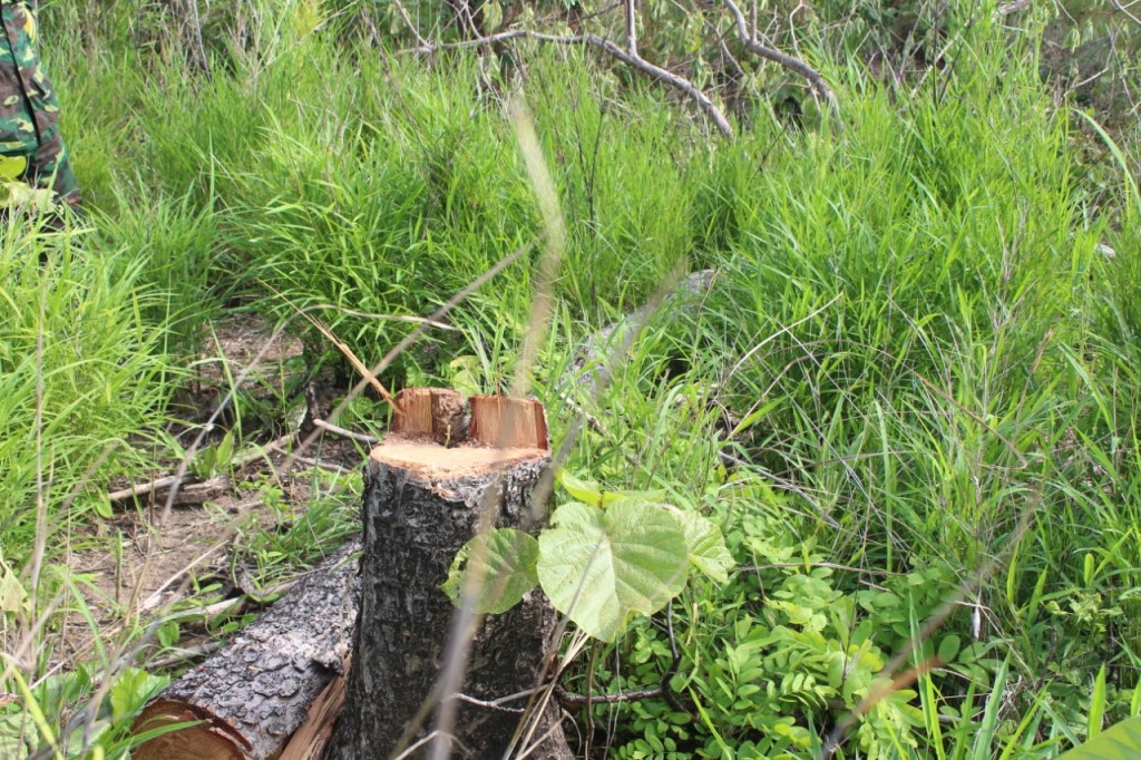 Một vụ phá rừng trên địa bàn huyện Ea Súp được phát hiện và xử lý. Ảnh minh họa
