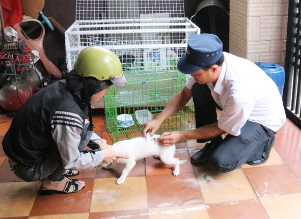 Cán bộ thú y phường Tân Lợi tiêm phòng cho chó tại gia đình chị Chu Thị Huệ. 
