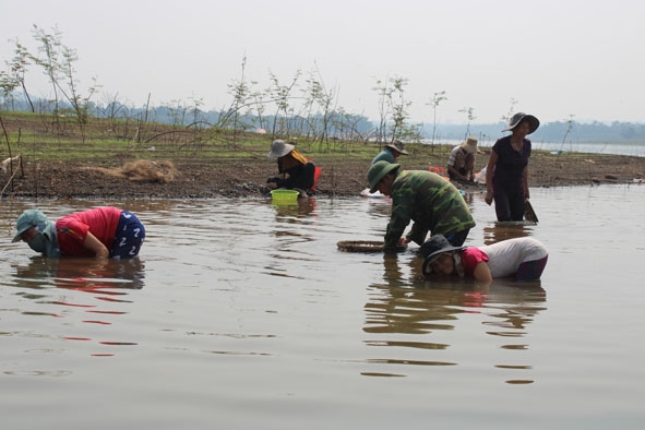 Người dân bắt hến trên hồ Ea Kao.