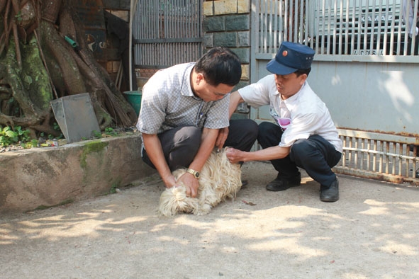 Cán bộ Trạm Chăn nuôi và Thú y TP. Buôn Ma Thuột tiêm vắc xin phòng dại cho chó tại địa bàn dân cư.
