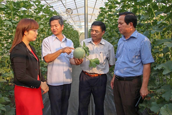  Chủ tịch UBND  huyện Cư M'gar Trương  Văn Chỉ  (bìa phải) tham quan một  mô hình trồng  dưa lưới công nghệ cao trên  địa bàn.