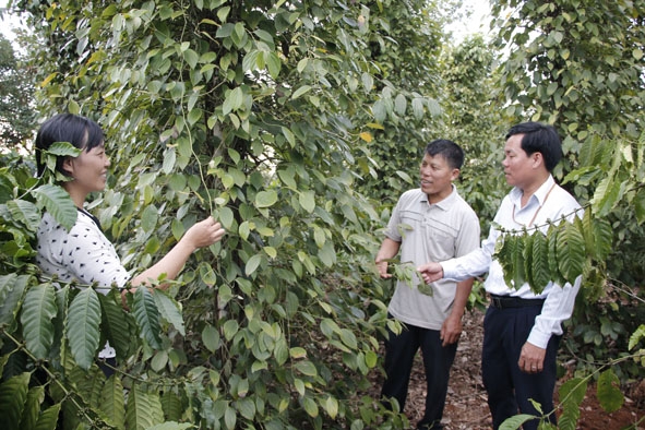 Đảng viên Nguyễn Thị Vui (bìa trái) thuộc chi bộ Trường Tiểu học Lê Hồng Phong, xã Ea Na giới thiệu về mô hình trồng tiêu xen cà phê hiệu quả kinh tế cao của gia đình. 