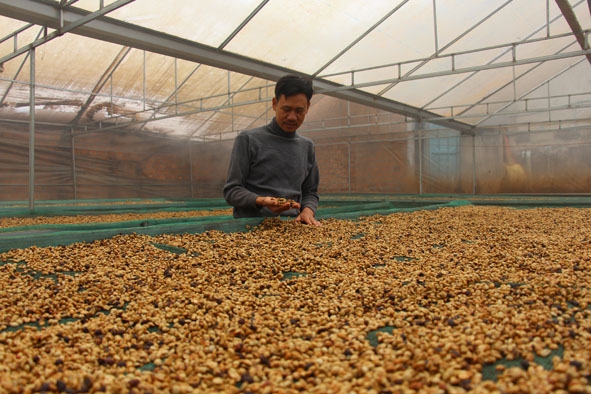 Sản xuất cà phê đặc sản tại một doanh nghiệp ở huyện Krông Năng.  