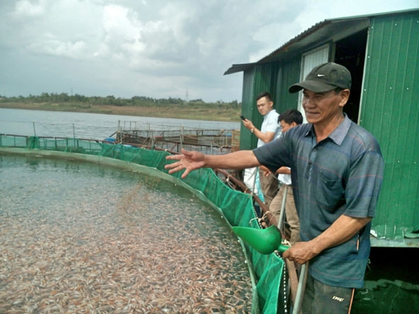 Ông Trần Huỳnh Thanh đang chăm sóc đàn cá con của gia đình.  